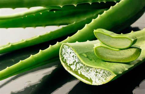 Aloe Vera gel applied to skin
